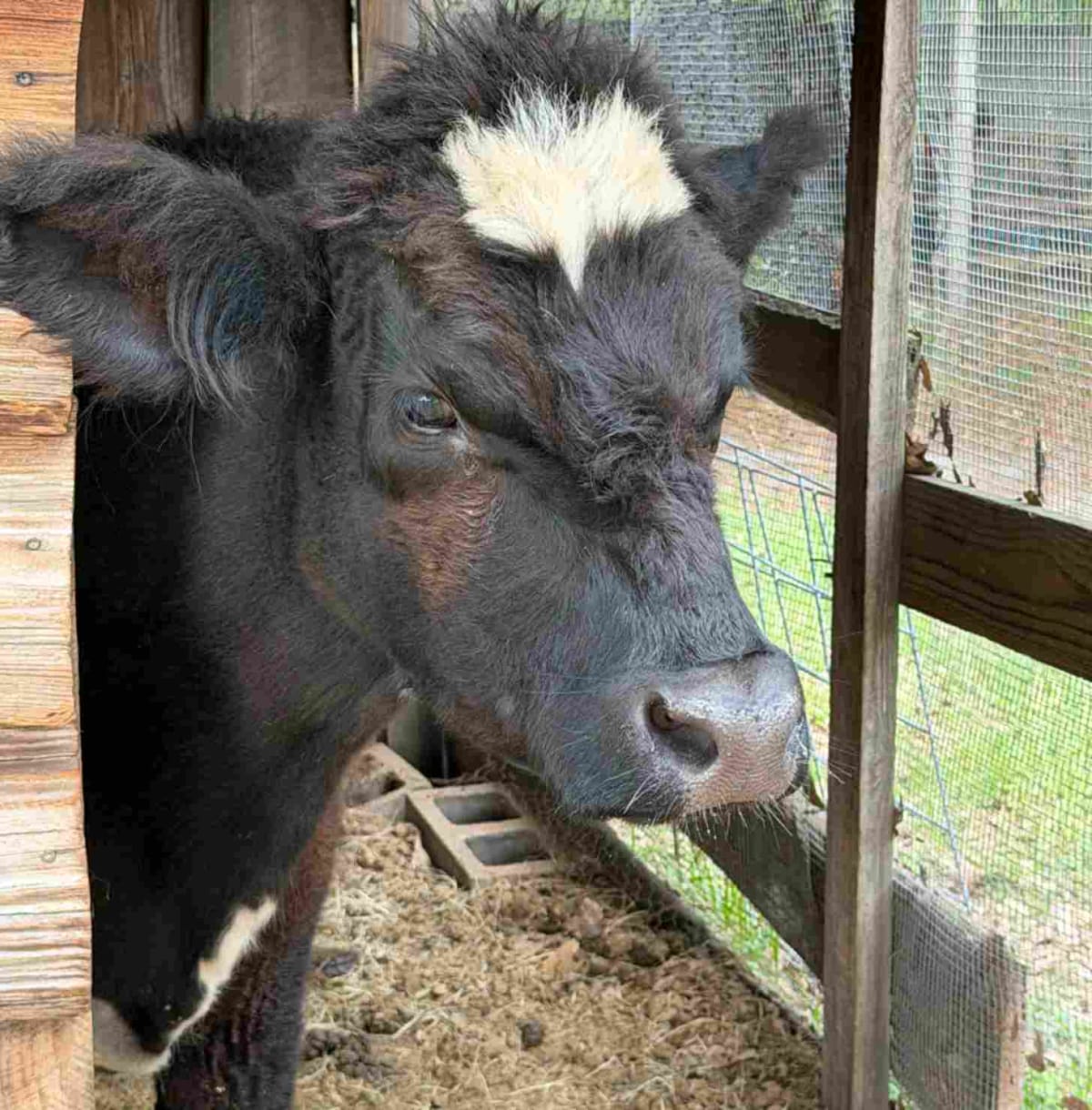 Florida Saves Charley the Cow Hours Before Slaughter - Image 2