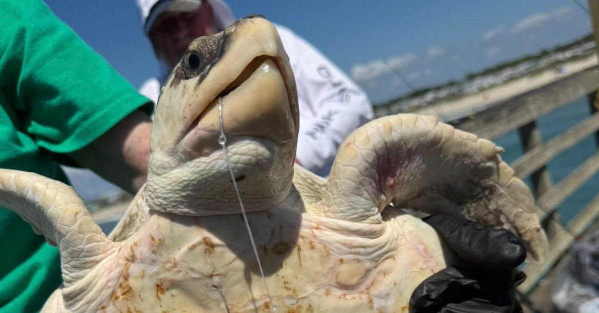 Kemp's ridley sea turtle being released back into ocean water by wildlife rescuers