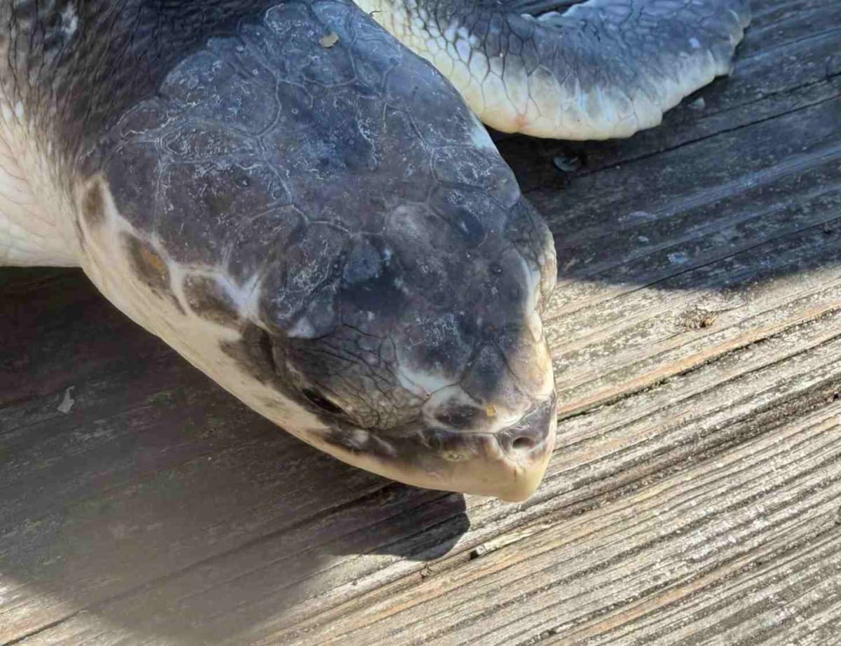 Fisherman Saves World's Most Endangered Sea Turtle - Image 2