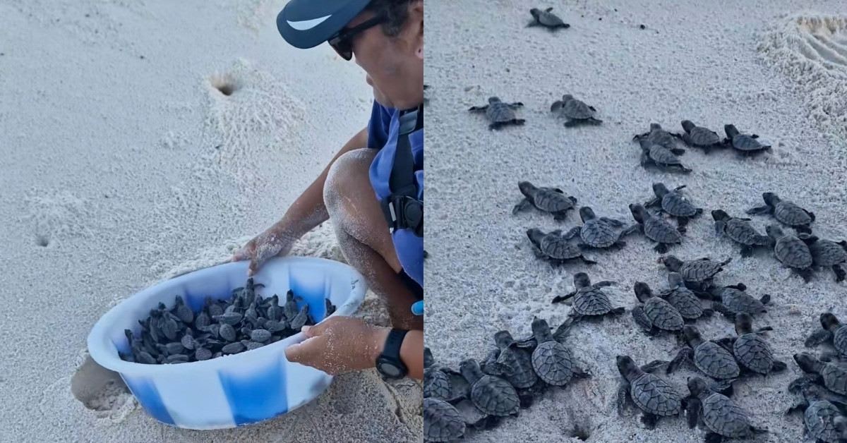Hundreds of Baby Sea Turtles Saved from Climate Erosion
