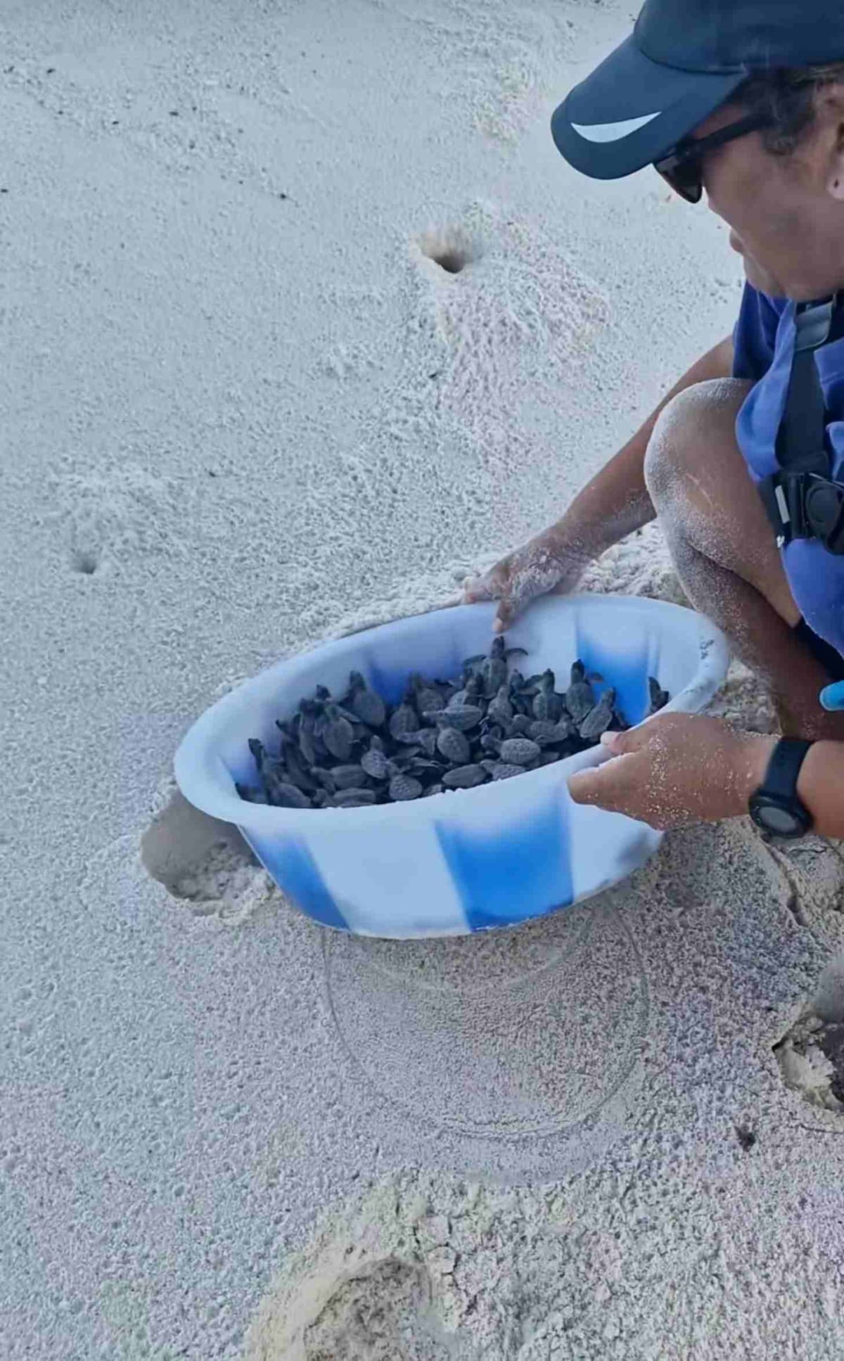 Hundreds of Baby Sea Turtles Saved from Climate Erosion - Image 2