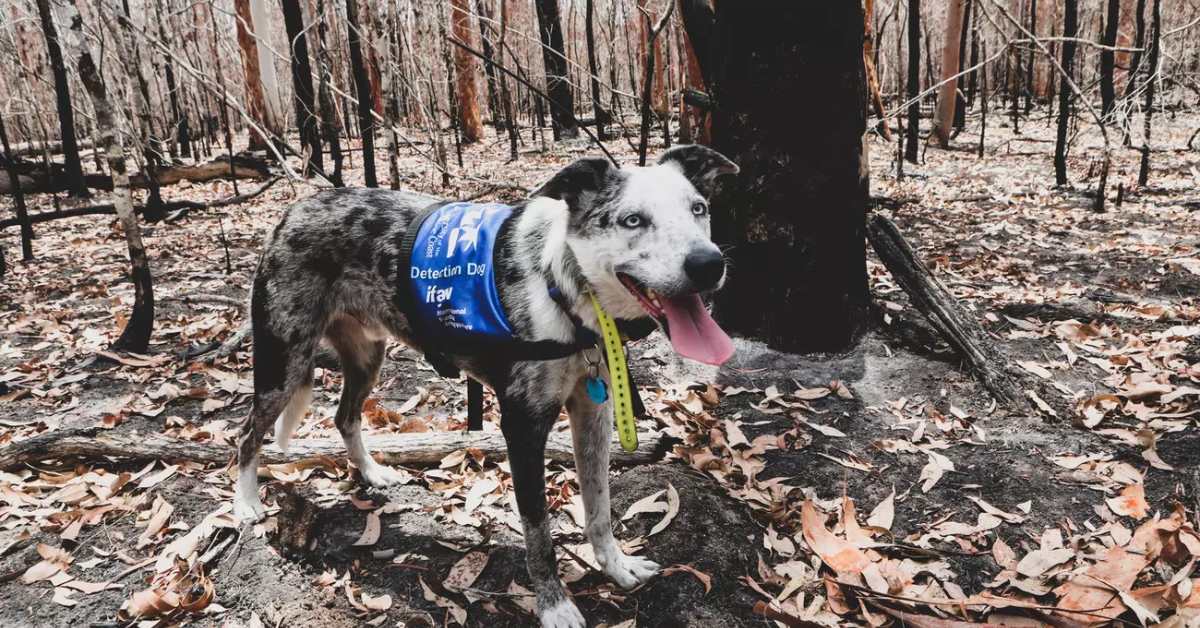 Bear, a brown and white detection dog, looks upward searching for koalas in Australian bush