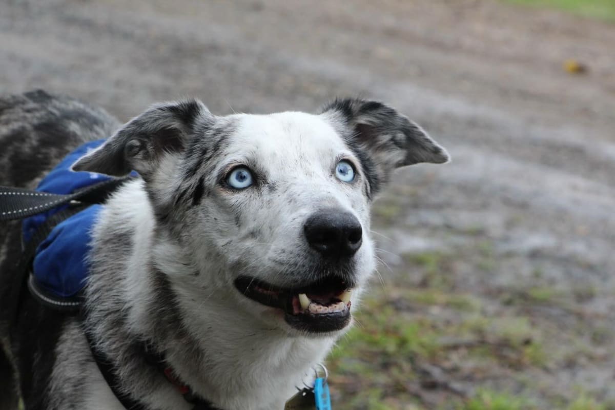 Bear the Dog Saved 100+ Koalas Before Retiring at 11 - Image 2