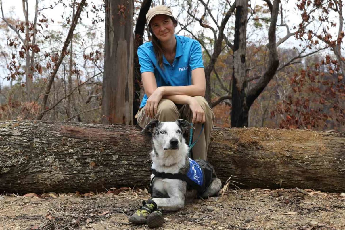 Bear the Dog Saved 100+ Koalas Before Retiring at 11 - Image 3