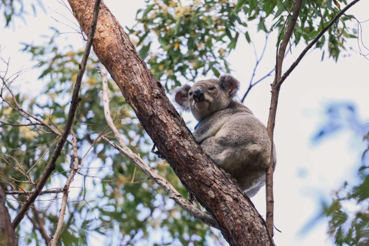 Bear the Dog Saved 100+ Koalas Before Retiring at 11 - Image 4