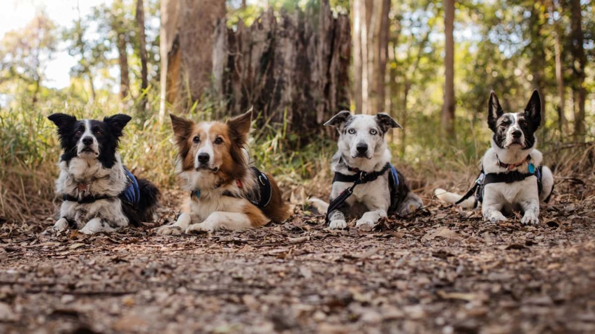 Bear the Dog Saved 100+ Koalas Before Retiring at 11 - Image 5