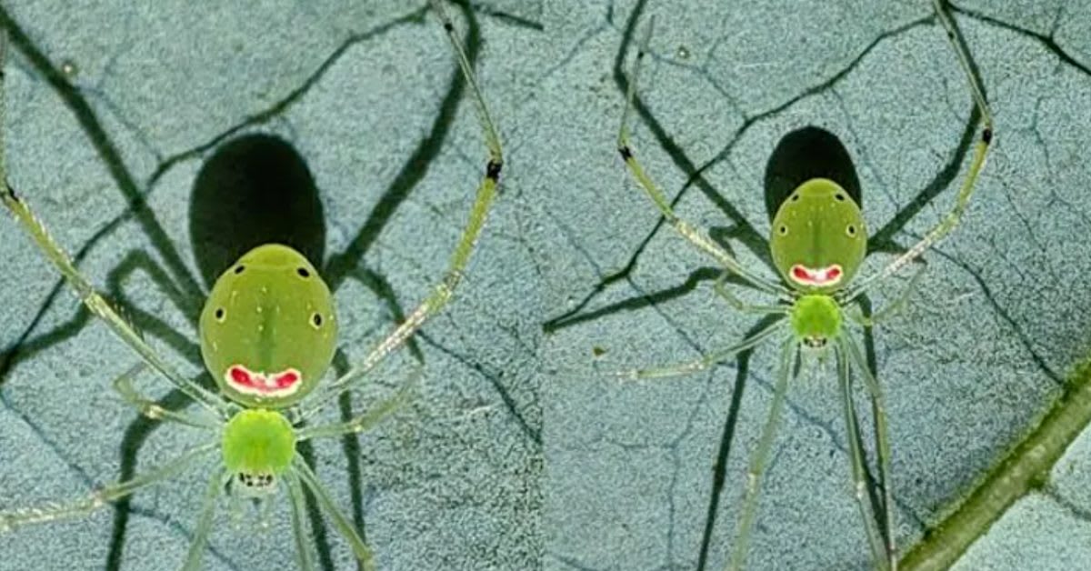 Smiley Face Spiders Found 7,000 Miles Apart Stun Scientists