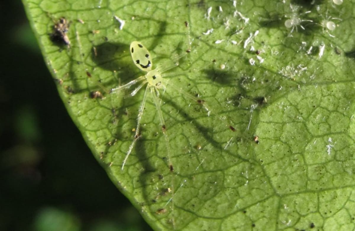 Smiley Face Spiders Found 7,000 Miles Apart Stun Scientists - Image 2