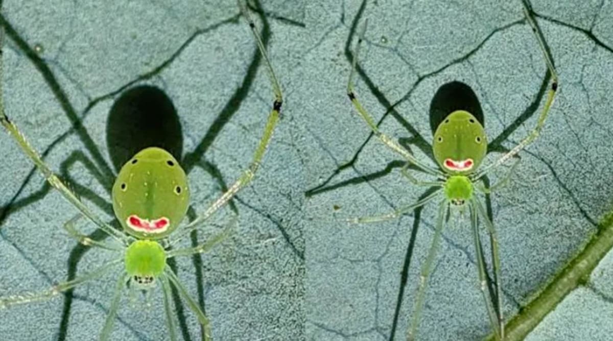 Smiley Face Spiders Found 7,000 Miles Apart Stun Scientists - Image 3