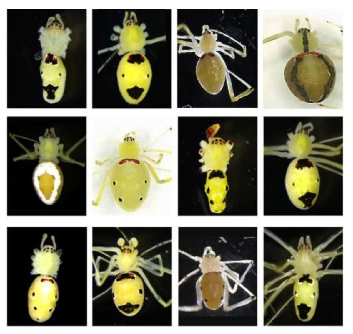 Smiley Face Spiders Found 7,000 Miles Apart Stun Scientists - Image 4