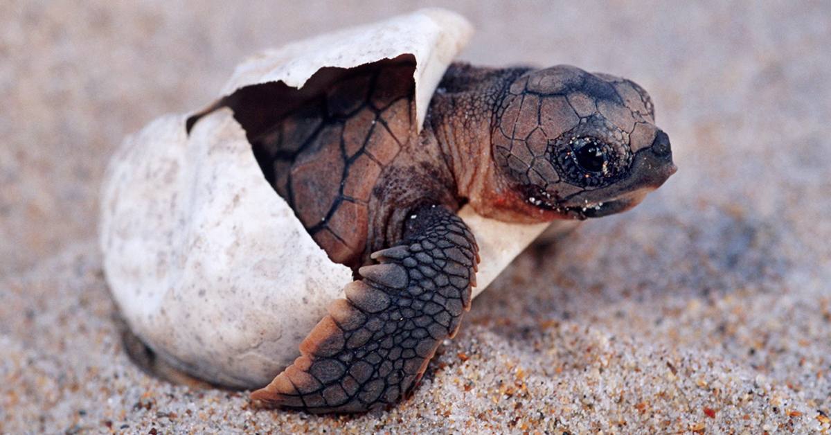Loggerhead sea turtle Kai being released into ocean water by conservation team members