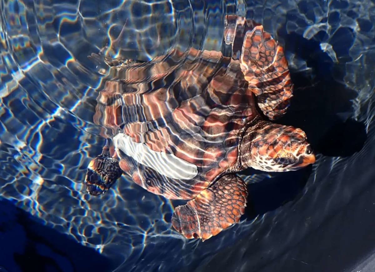 220-Pound Sea Turtle Returns to Ocean After 6-Year Recovery - Image 2