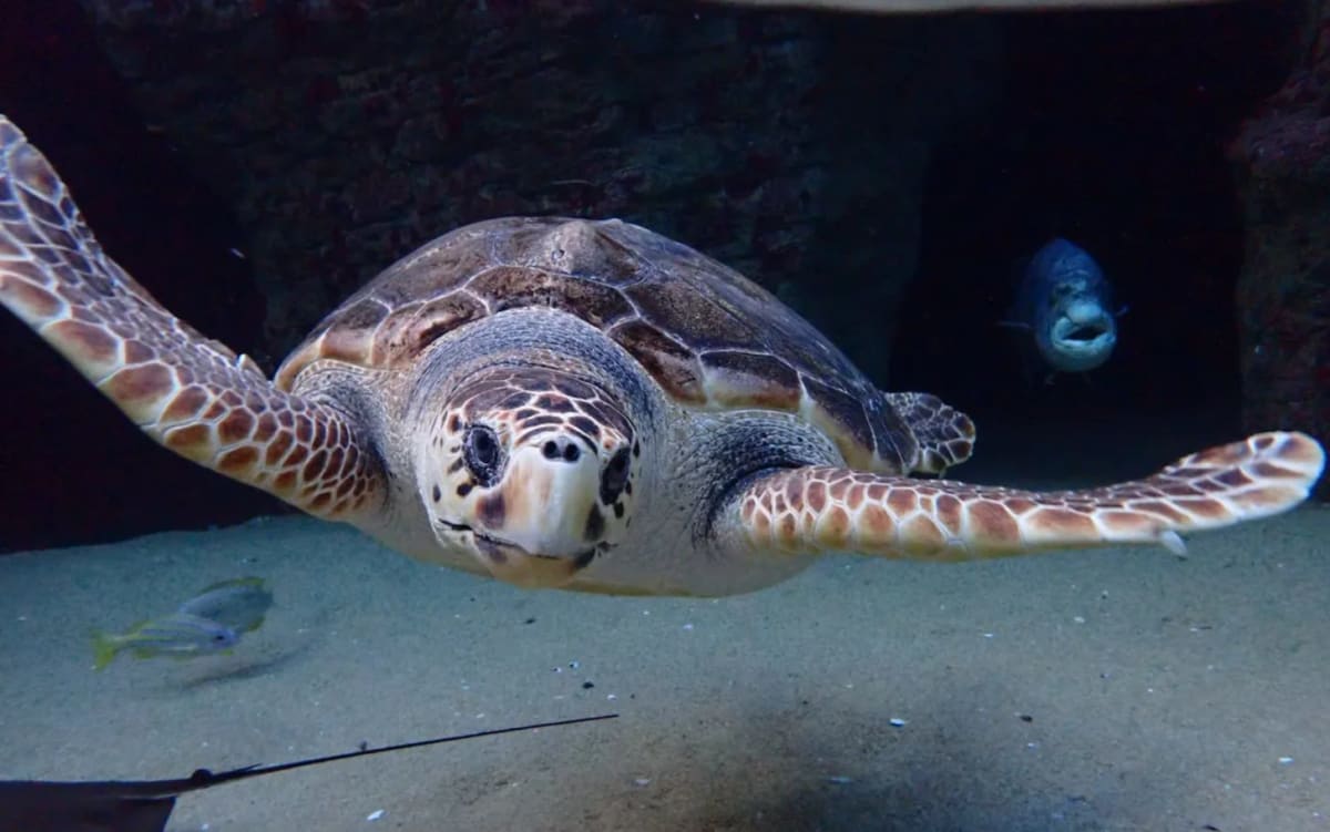 220-Pound Sea Turtle Returns to Ocean After 6-Year Recovery - Image 3