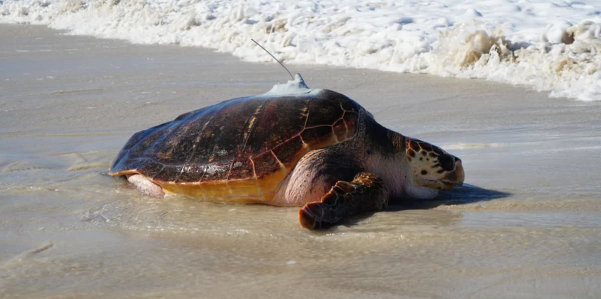 220-Pound Sea Turtle Returns to Ocean After 6-Year Recovery - Image 4