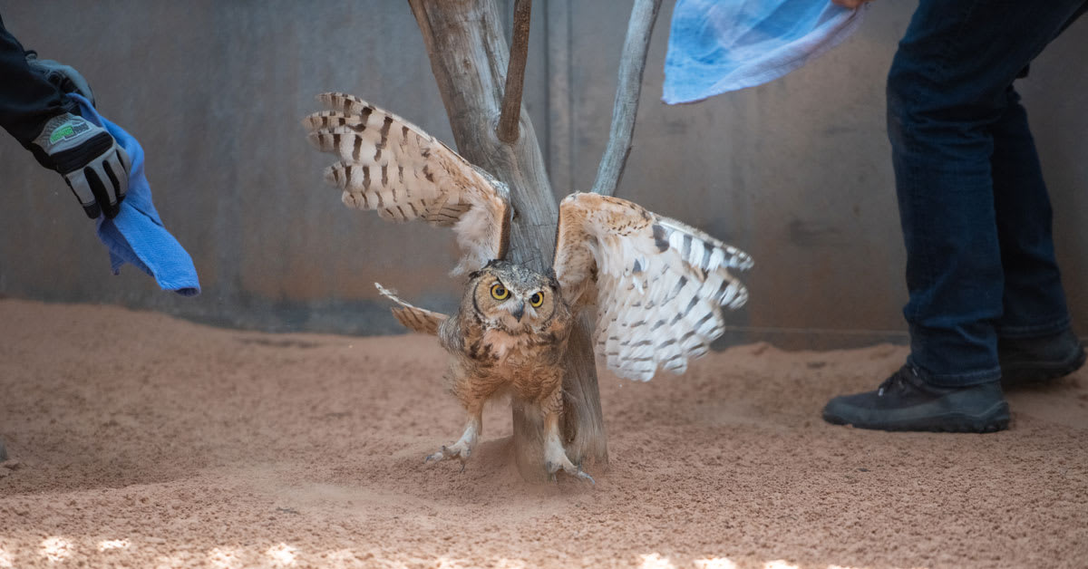 Wildlife veterinarians performing delicate feather transplant surgery on rescued great horned owl at sanctuary