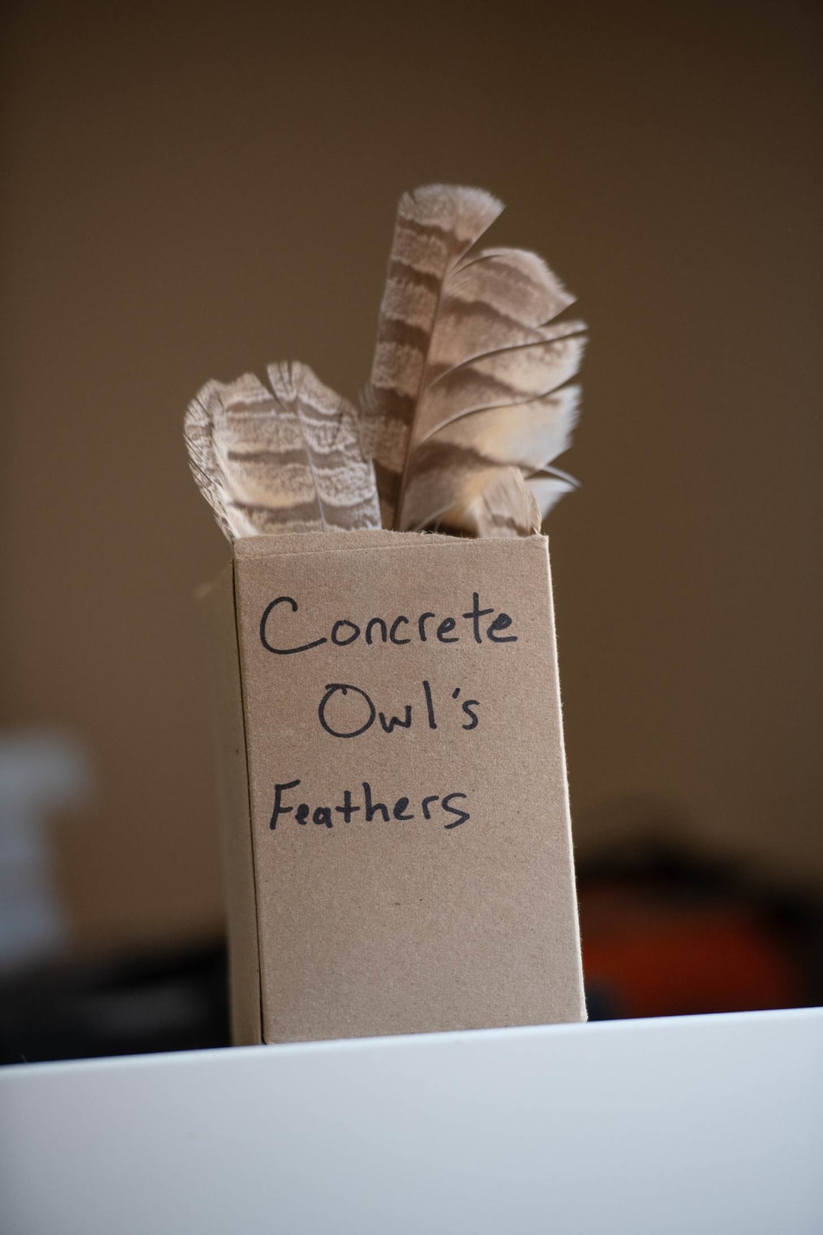 Concrete-Trapped Owl Gets Feather Transplant, Flies Free - Image 2