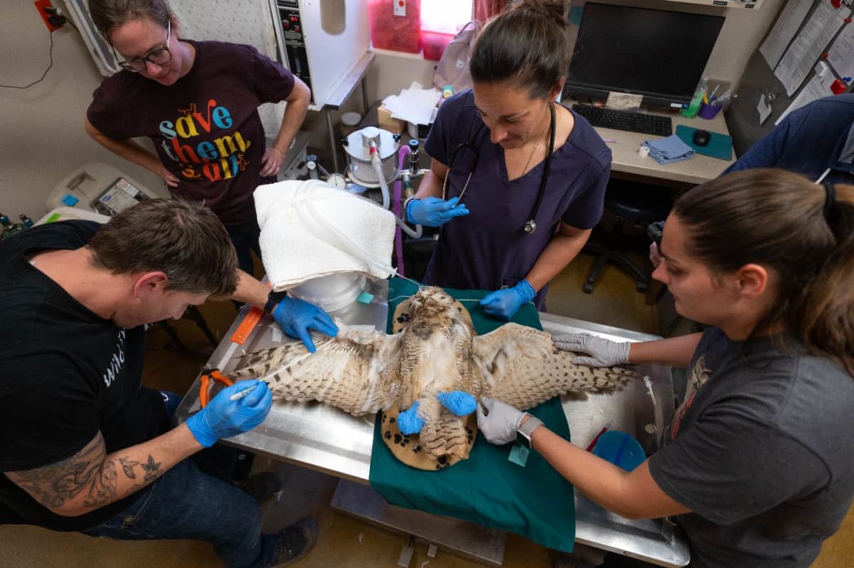 Concrete-Trapped Owl Gets Feather Transplant, Flies Free - Image 3