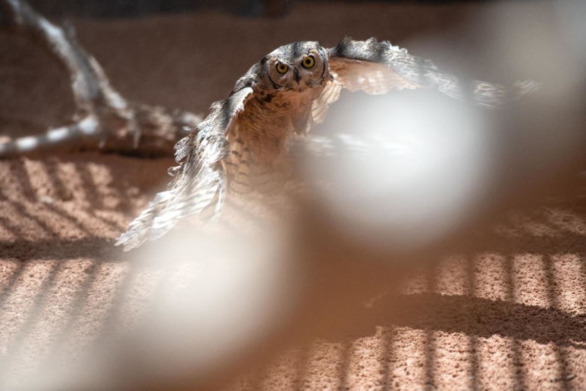 Concrete-Trapped Owl Gets Feather Transplant, Flies Free - Image 5