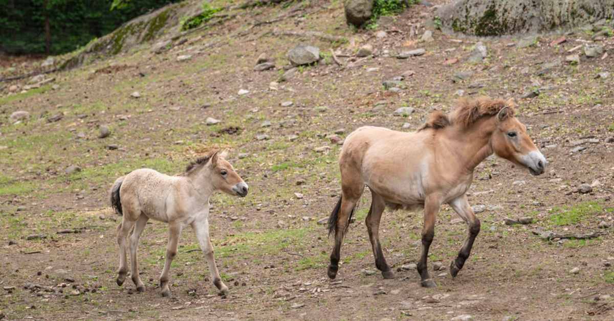 Newborn Przewalski's horse foal with dusky brown coat standing beside mother at Bronx Zoo