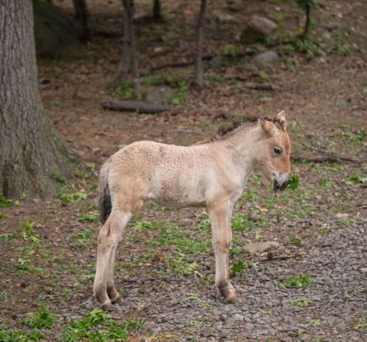 Bronx Zoo Celebrates Birth of Once-Extinct Wild Horse - Image 2