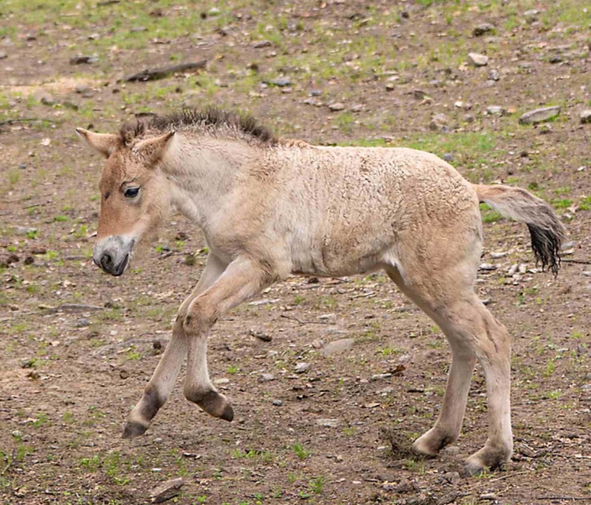 Bronx Zoo Celebrates Birth of Once-Extinct Wild Horse - Image 3