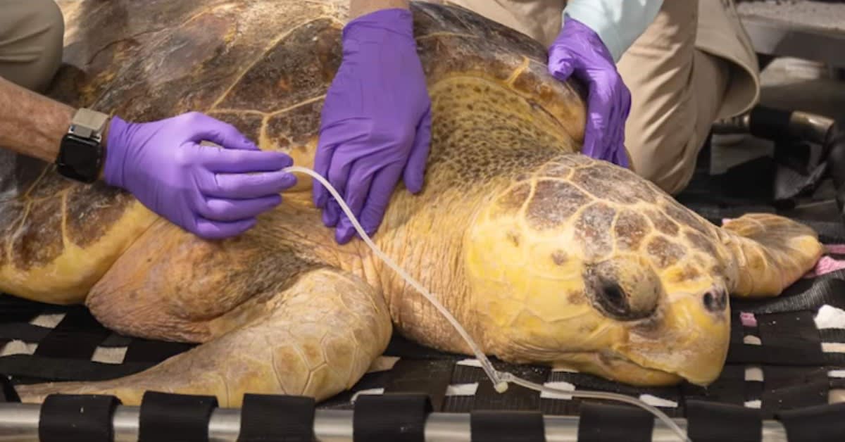 Turtle Survives Stingray Barb, Returns to Ocean After 8 Months