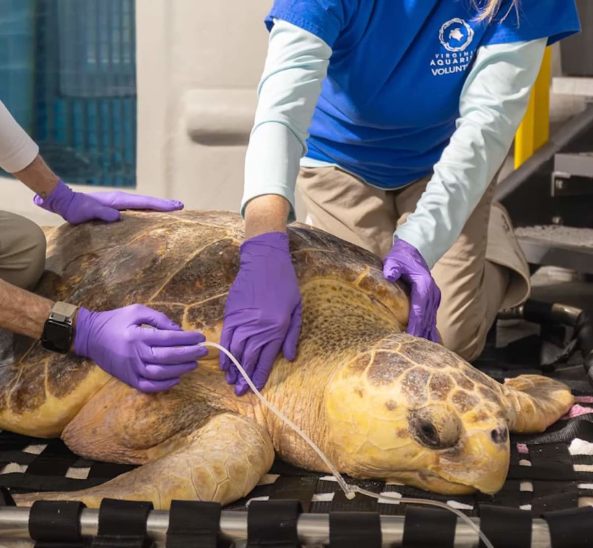 Turtle Survives Stingray Barb, Returns to Ocean After 8 Months - Image 2