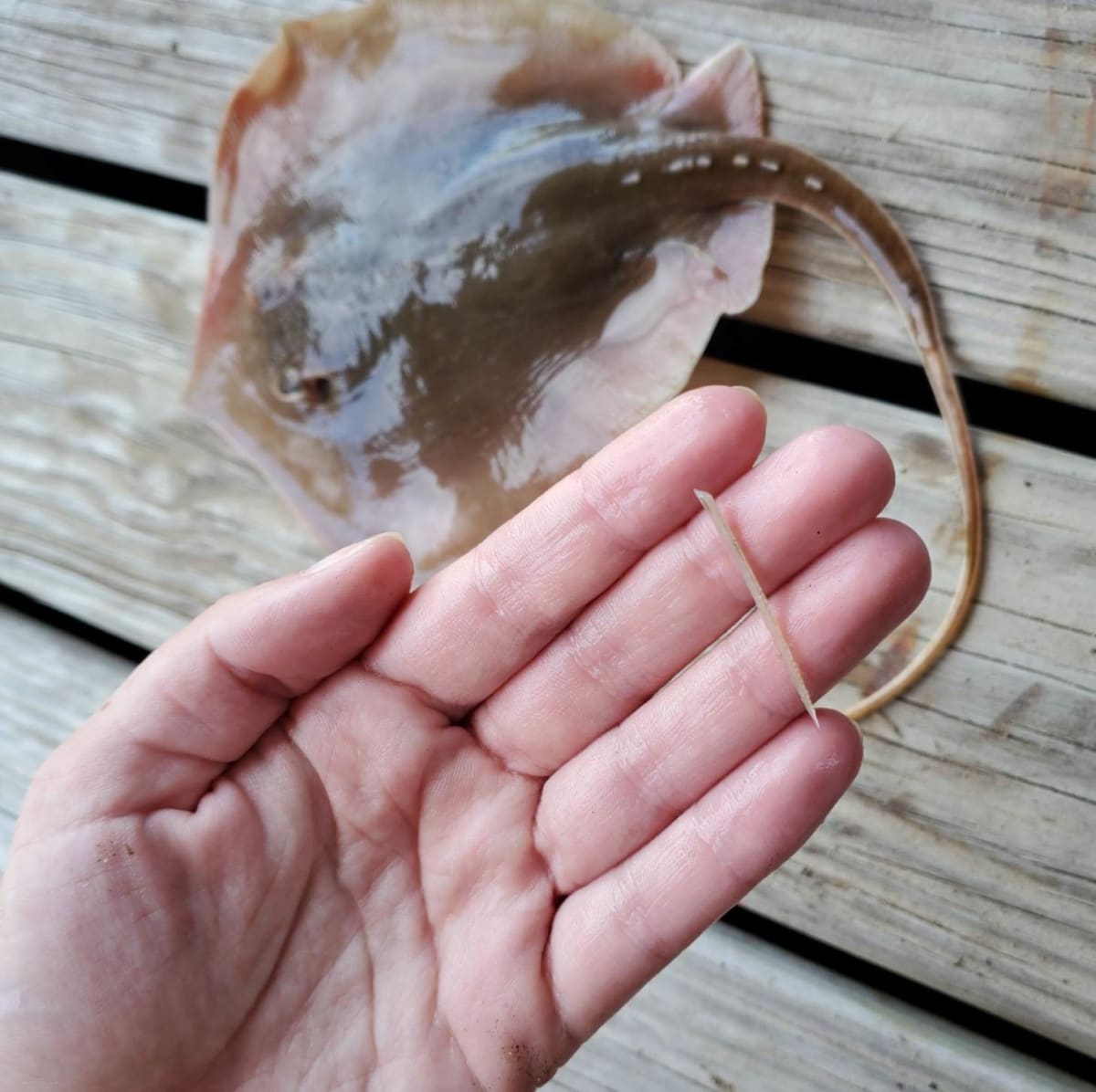 Turtle Survives Stingray Barb, Returns to Ocean After 8 Months - Image 3