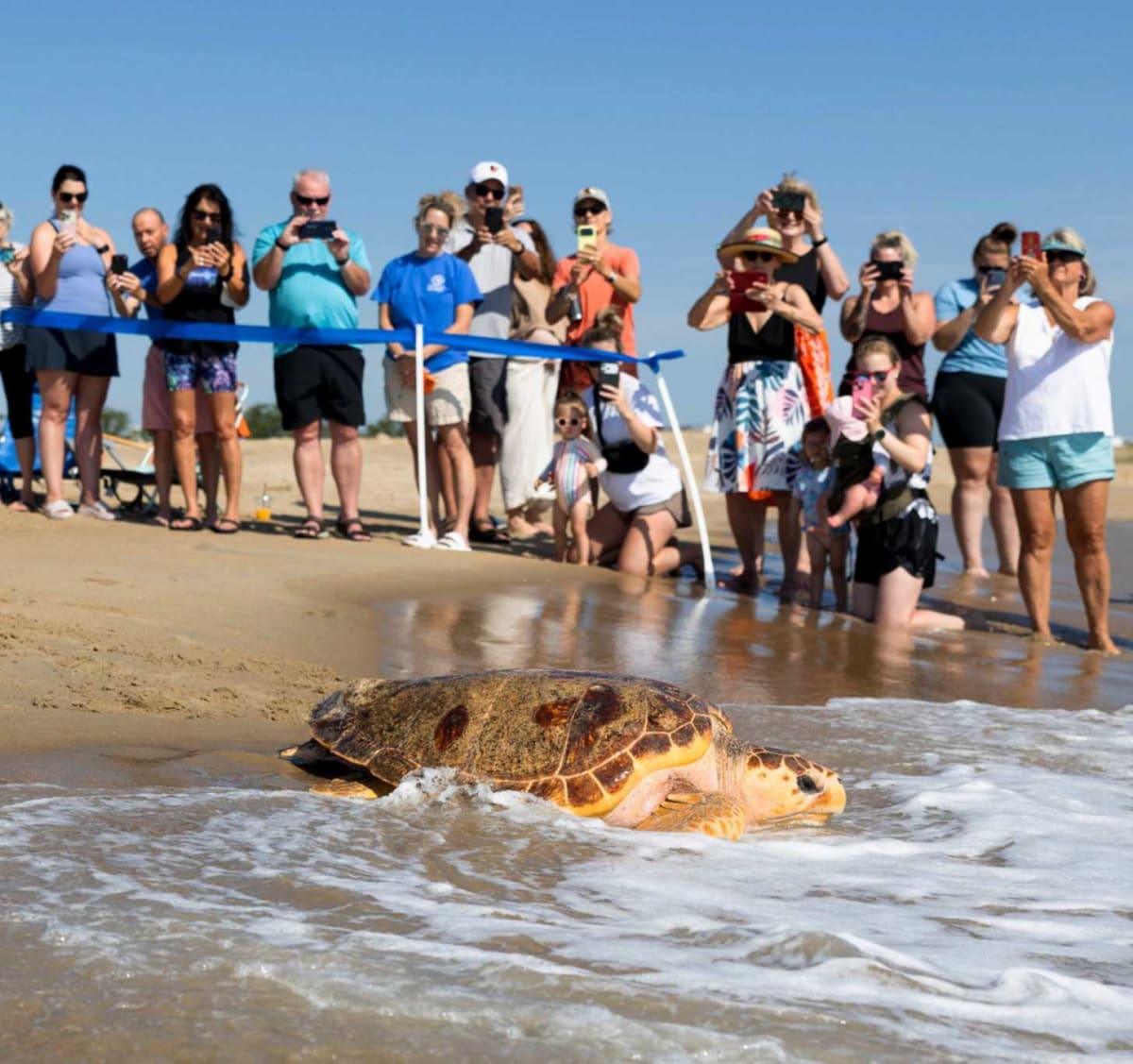 Turtle Survives Stingray Barb, Returns to Ocean After 8 Months - Image 4