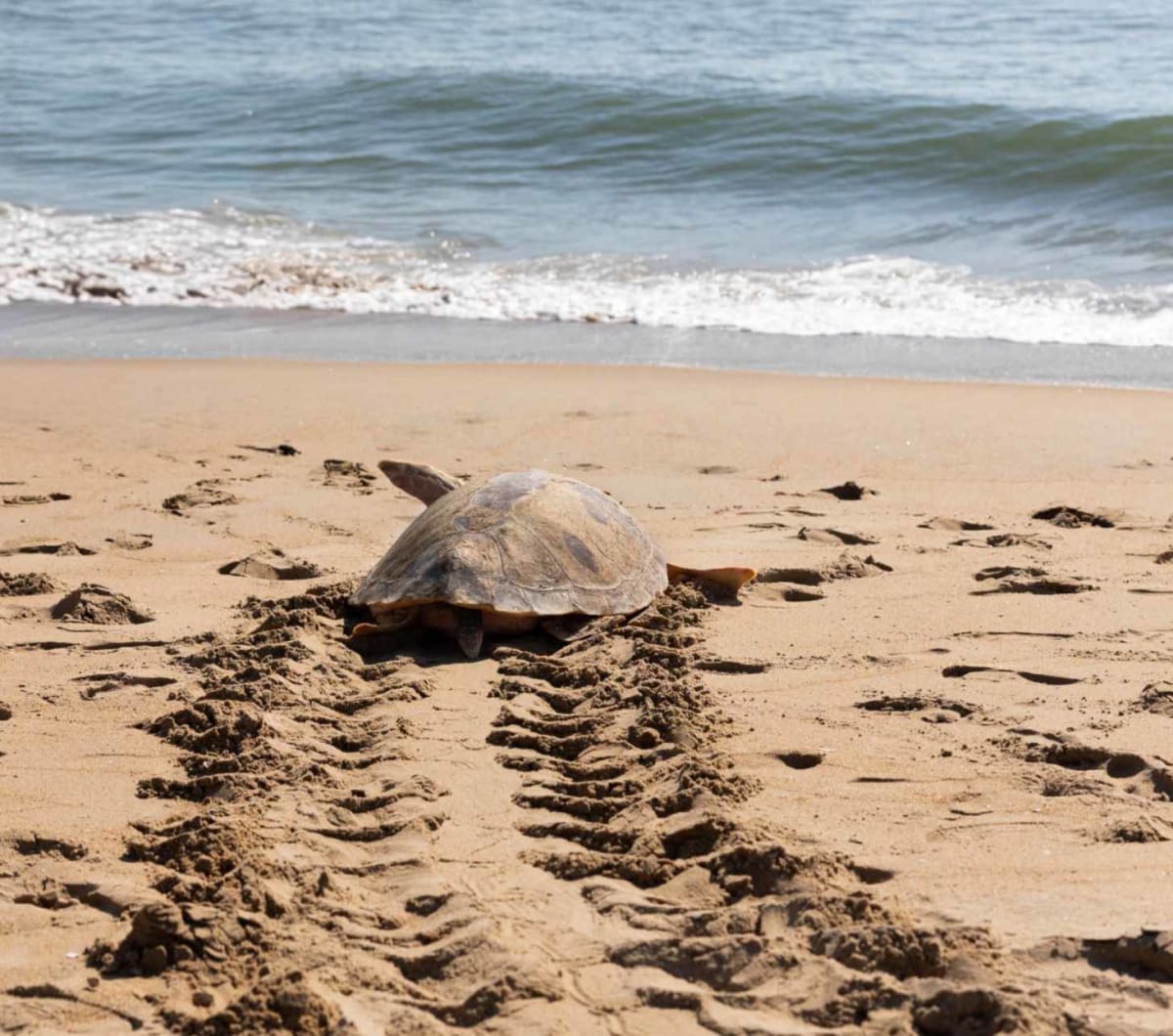 Turtle Survives Stingray Barb, Returns to Ocean After 8 Months - Image 5