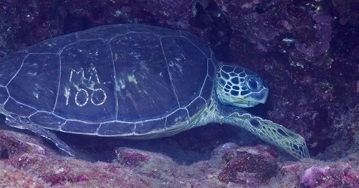 Hawaii's 'Graffiti' Turtles Lead to 600-Person Rescue Effort