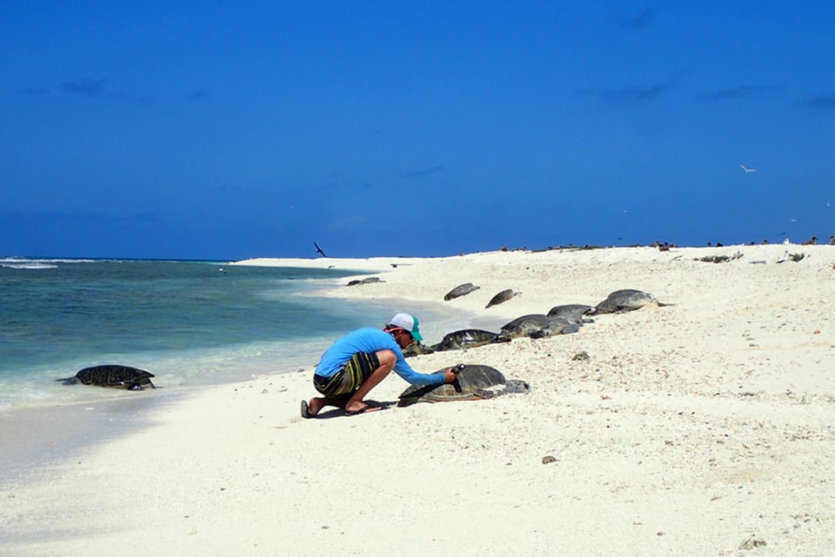 Hawaii's 'Graffiti' Turtles Lead to 600-Person Rescue Effort - Image 2