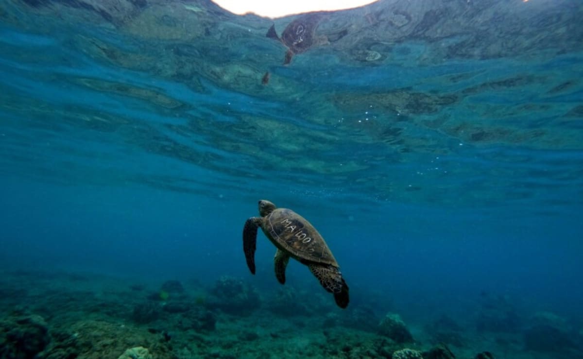 Hawaii's 'Graffiti' Turtles Lead to 600-Person Rescue Effort - Image 3