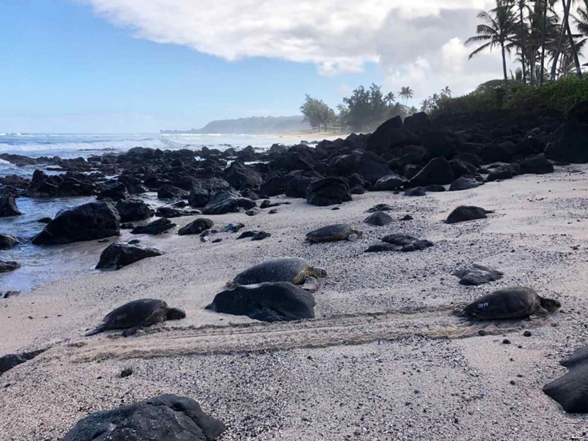 Hawaii's 'Graffiti' Turtles Lead to 600-Person Rescue Effort - Image 4