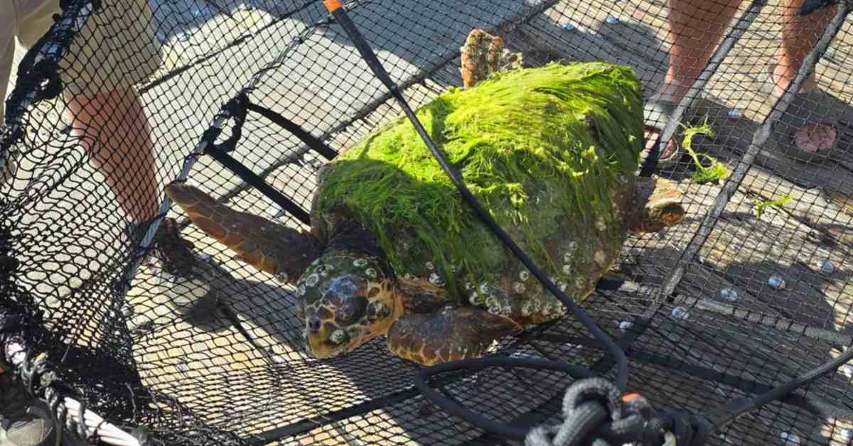 Loggerhead sea turtle Chlorophyllis swimming back into ocean water after successful rehabilitation at Florida rescue center
