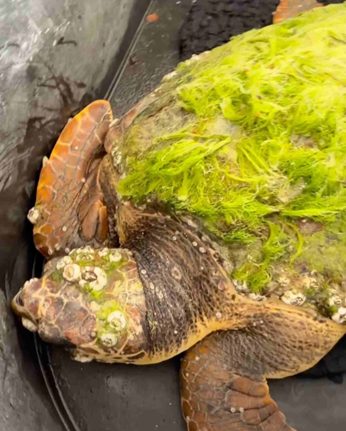Sea Turtle Chlorophyllis Returns to Ocean After 2-Month Rehab - Image 2