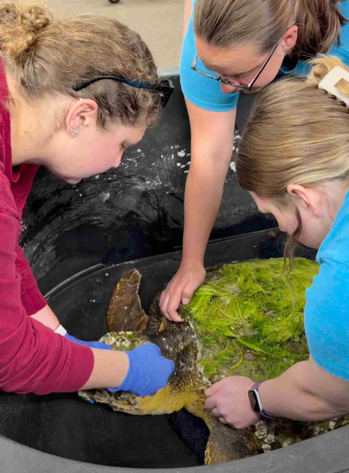Sea Turtle Chlorophyllis Returns to Ocean After 2-Month Rehab - Image 3
