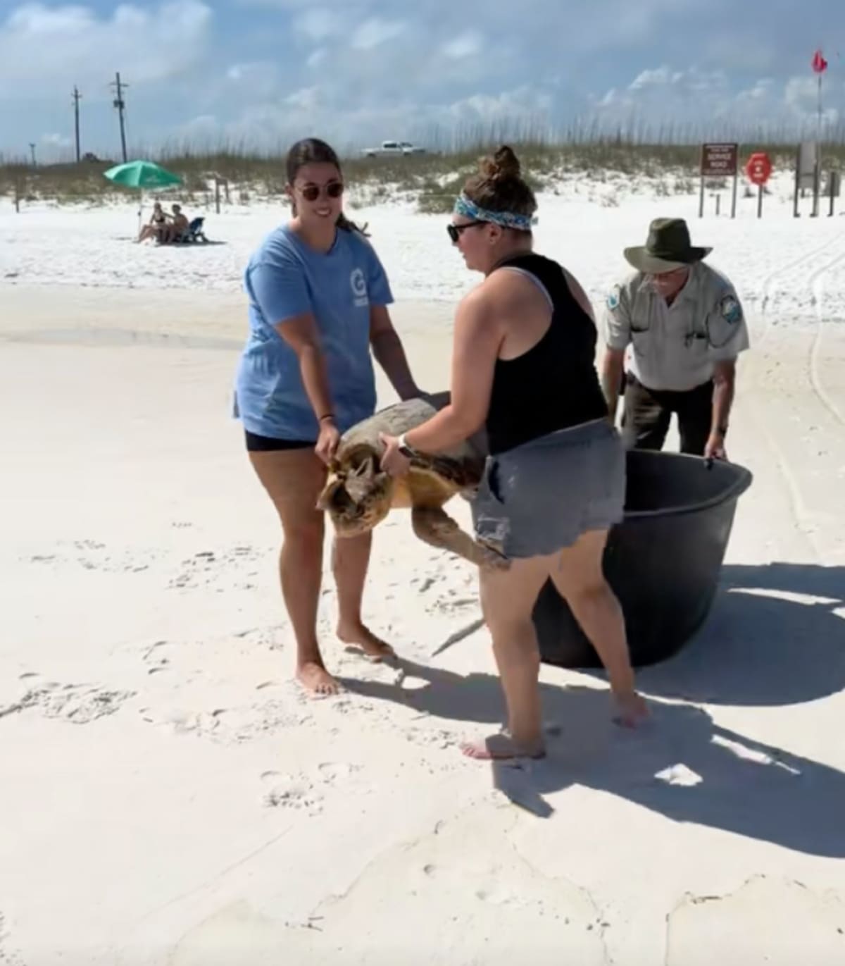 Sea Turtle Chlorophyllis Returns to Ocean After 2-Month Rehab - Image 4