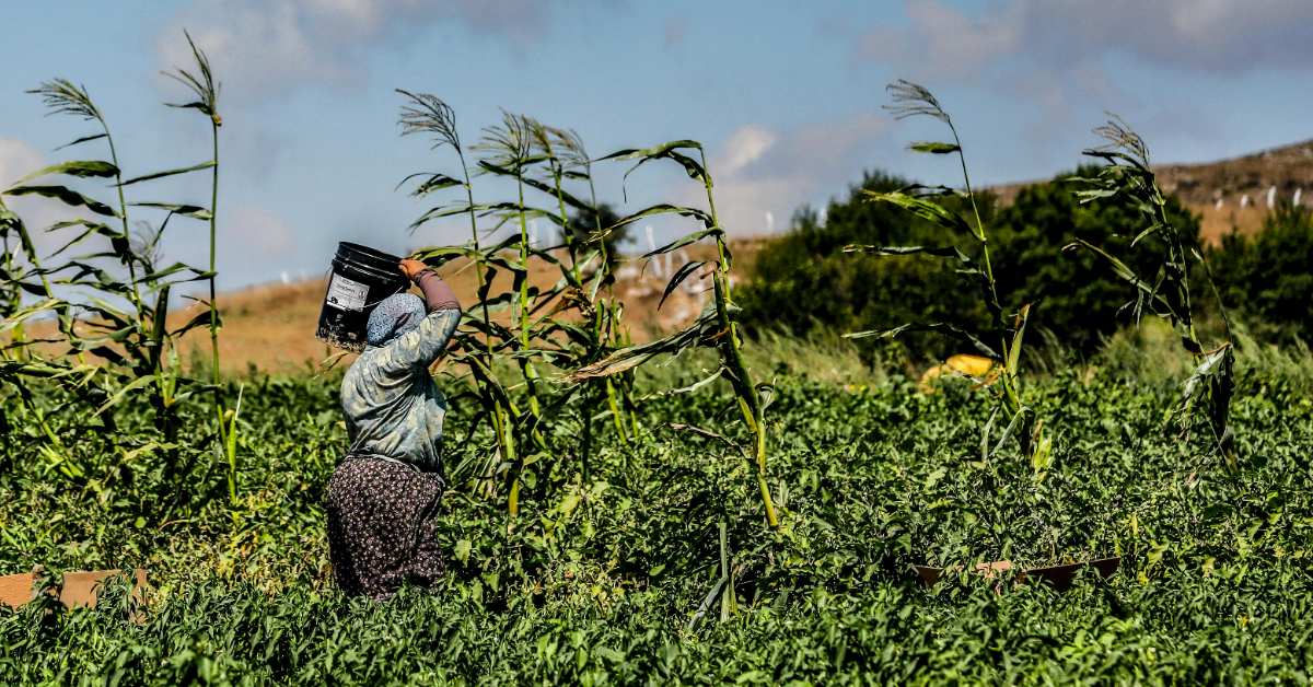 Farmworker wearing hydration backpack walking through green tobacco field on sunny day