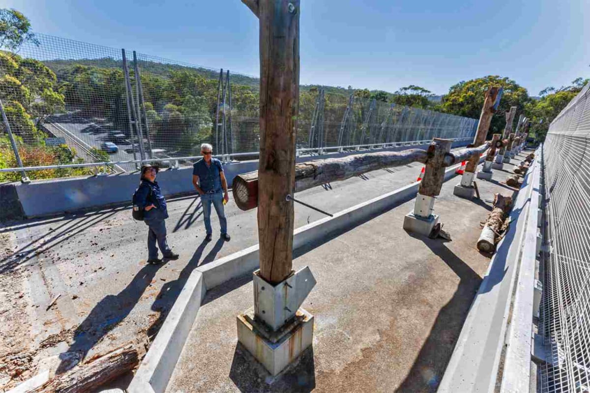 Australia Builds Wildlife Bridge Saving Endangered Quolls - Image 3