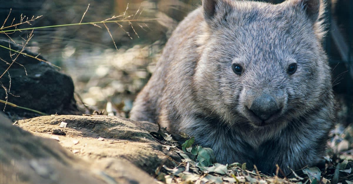 Australia Builds Wildlife Bridge Saving Endangered Quolls