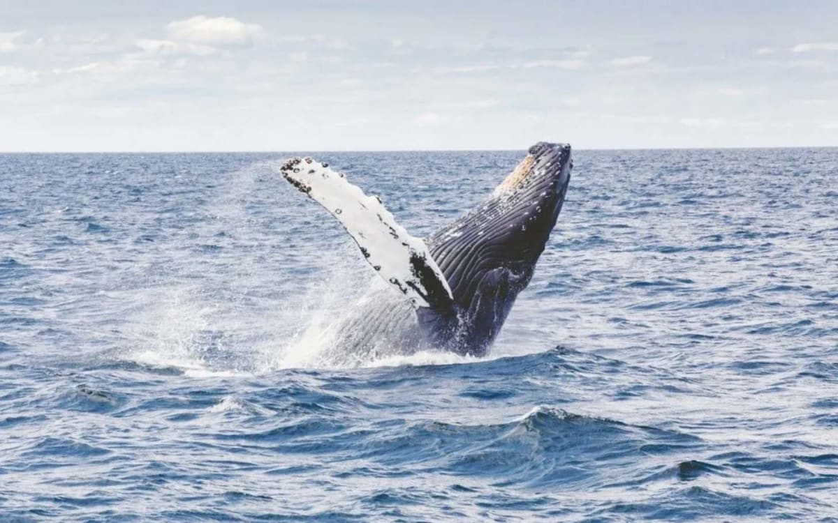 Captain Builds World's First Hybrid Whale-Watching Boat - Image 3