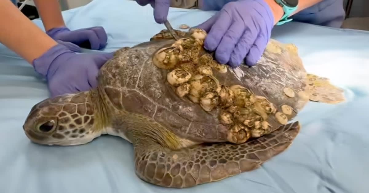 5 Sea Turtles Beat 'Crusty Green' Disease in Florida