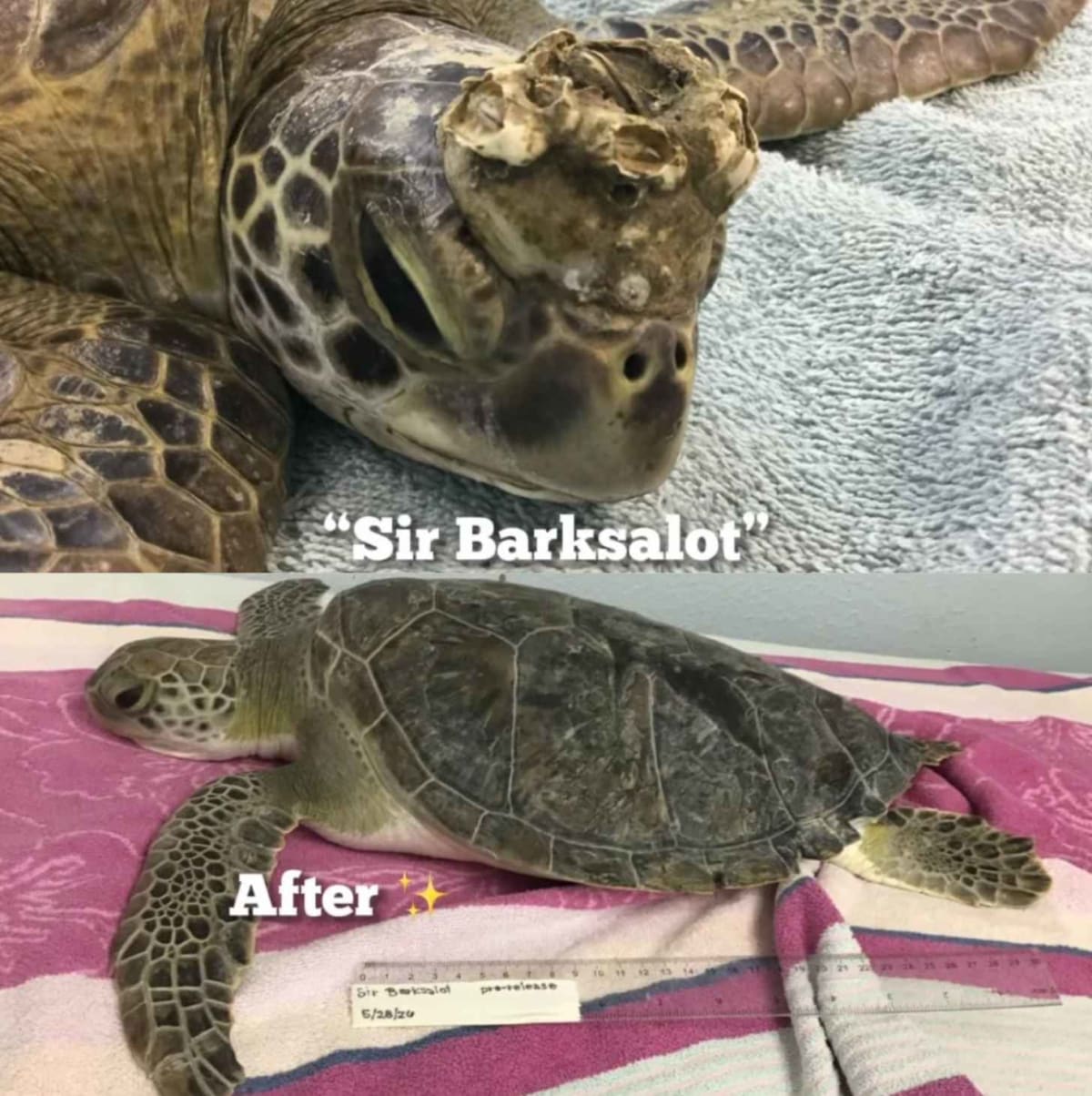 5 Sea Turtles Beat 'Crusty Green' Disease in Florida - Image 2