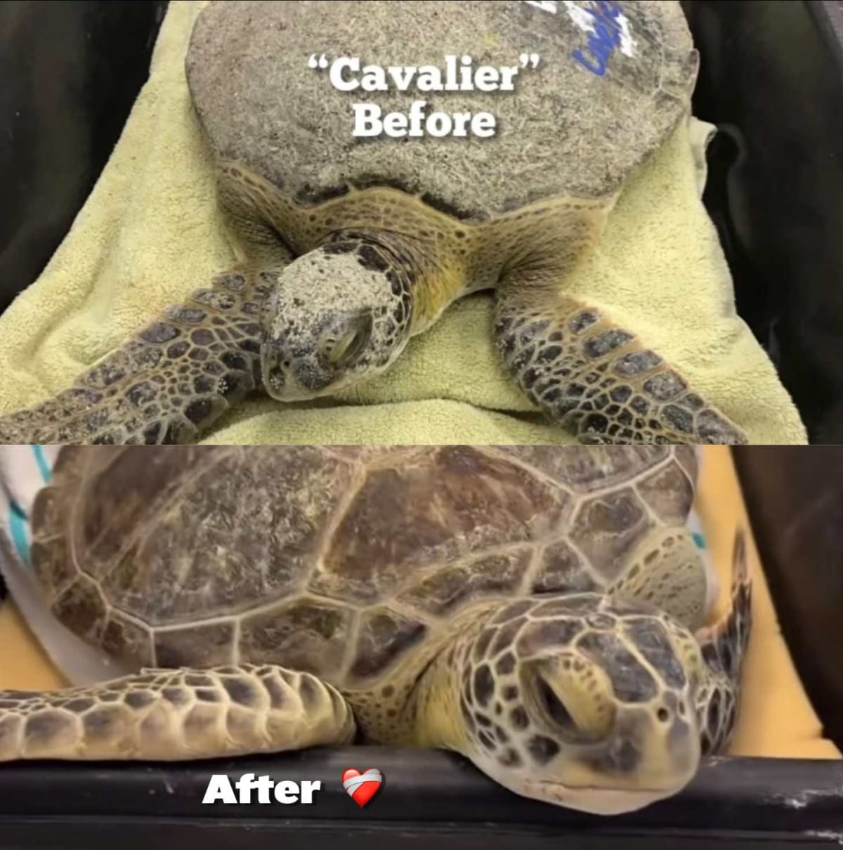 5 Sea Turtles Beat 'Crusty Green' Disease in Florida - Image 3