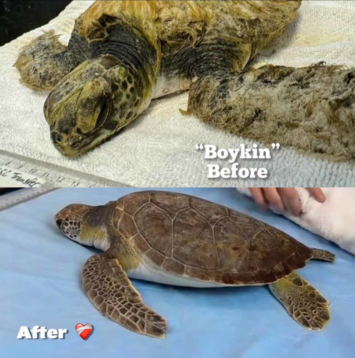 5 Sea Turtles Beat 'Crusty Green' Disease in Florida - Image 4