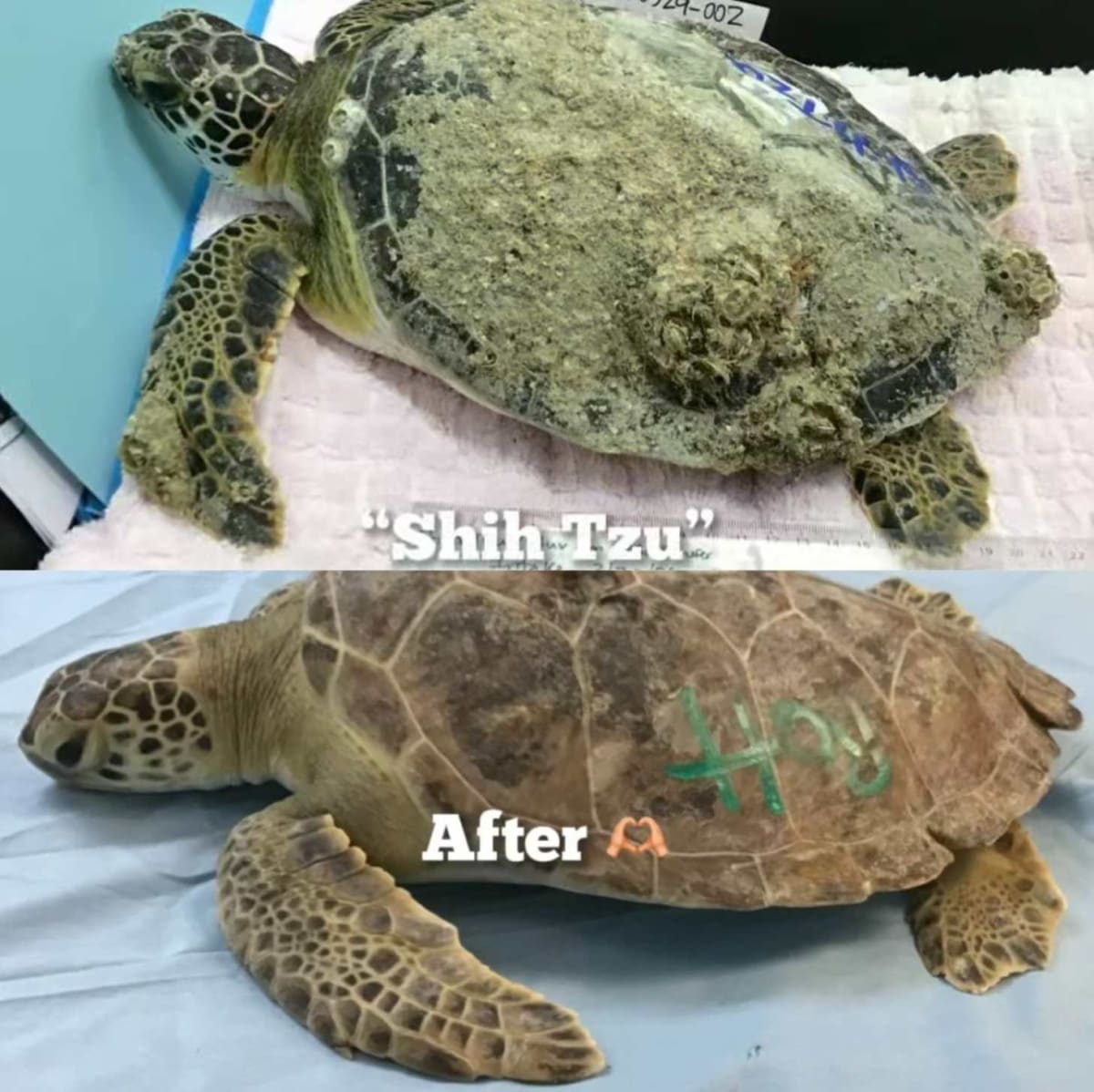 5 Sea Turtles Beat 'Crusty Green' Disease in Florida - Image 5
