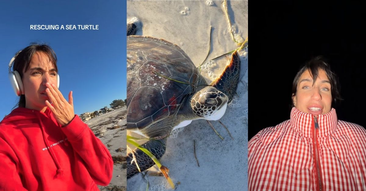 Green sea turtle on beach sand with woman kneeling beside it at dusk in Florida