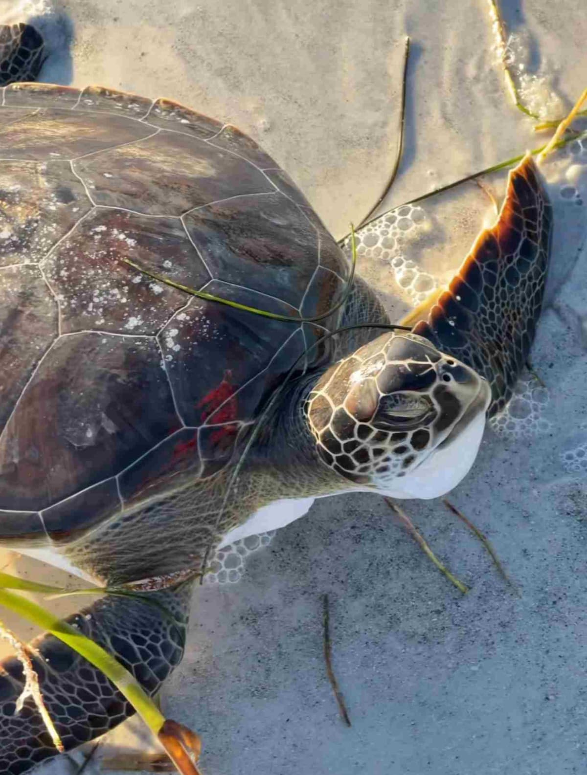 Florida Woman Waits 3 Hours to Save Stranded Sea Turtle - Image 3