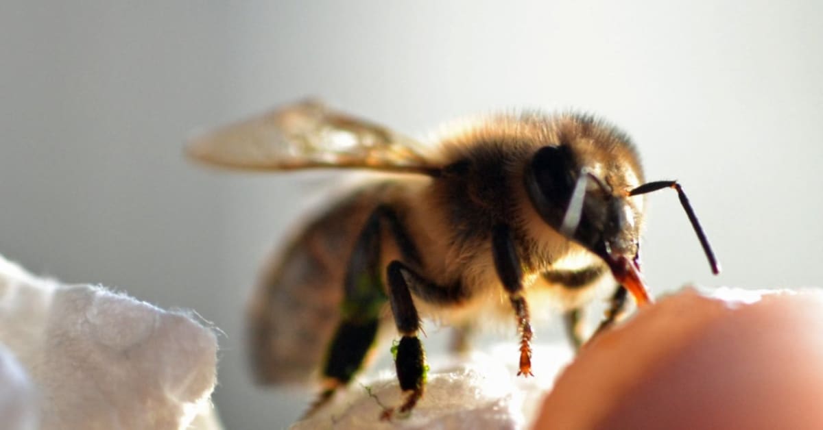 Beekeeper Saves Bee's Life With One Calm Moment - Image 2